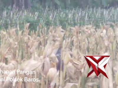 Ketahanan Pangan Nasional Polsek Baros - PoliceTube