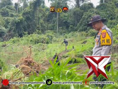 POLRES EMPAT LAWANG MENEMUKAN LADANG GANJA 3 HEKTAR DI KABUPATEN EMPAT LAWANG, 8 KARUNG SIAP EDAR - PoliceTube
