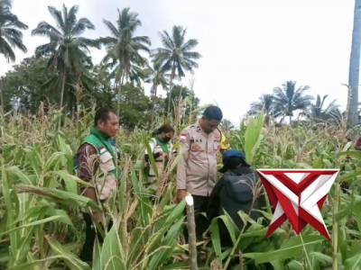 Sinergi Polri dan Petani, Panen Perdana 10,4 Ton Jagung Buktikan Keberhasilan Program Kapolda NTT