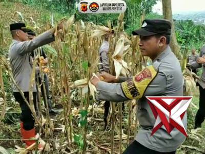 Polsek Baleendah melaksanakan pengamanan dan monitoring kegiatan Gelar Panen Raya Jagung Kuartal IV - PoliceTube
