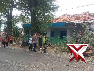 Evakuasi pohon tumbang