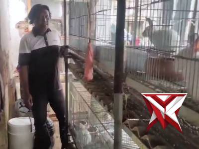 Bhabinkamtibmas Desa Sonobekel Memantau Ternak Kelinci Milik Warganya - PoliceTube