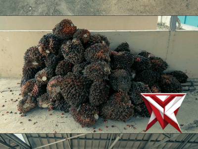 Ungkap Kasus Pencurian Buah Sawit PT SNS Oleh Polsek Lepong - PoliceTube