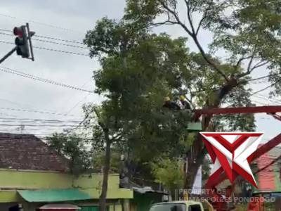 GATUR LALIN EVAKUASI POHON TUMBANG - PoliceTube