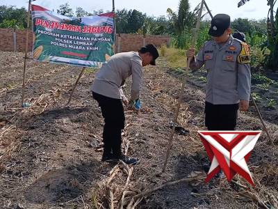 Penananan jagung - PoliceTube