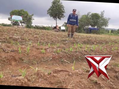 Monitoring Progres Tanam Jagung, Polsek Lawang Kidul Dukung Ketahanan Pangan Nasional