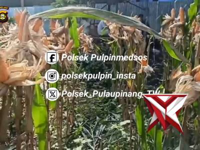 Monitoring tanaman jagung - PoliceTube