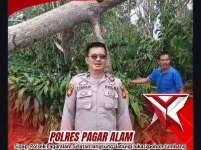 Personil Piket Patroli Polsek Pagaralam Selatan Sigap mengevakuasi pohon tumbang - PoliceTube