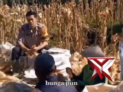 Panen Jagung - PoliceTube