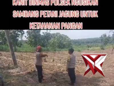 POLSEK NGUSIKAN BERSAMA PETANI PERSIAPAN LAHAN JAGUNG