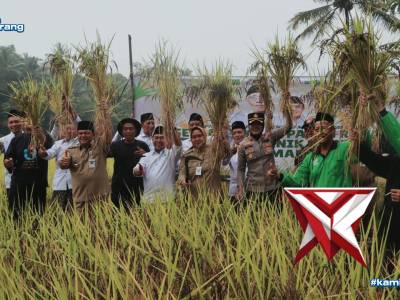 Panen Raya Padi - PoliceTube