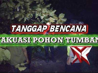 TANGGAP BENCANA EVAKUASI POHON TUMBANG