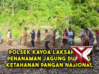 Polsek Kayoa Laksanakan Penanaman Jagung Dukung Ketahanan Pangan - PoliceTube