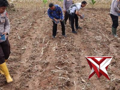 Penanaman Jagung Serentak Kuartal I Tahun 2026 - PoliceTube