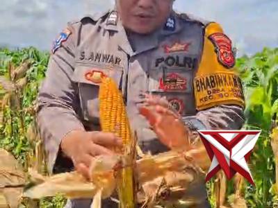 Polsek Bojongsoang melaksanakan kegiatan panen jagung Kuartal IV Tahun 2025 - PoliceTube