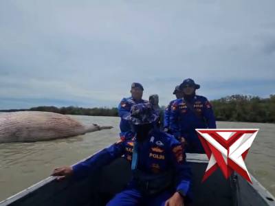 EVAKUASI BANGKAI PAUS TERDAMPAR OLEH SATPOLAIR POLRES OKI - PoliceTube