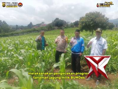 Bhabinkamtibmas Polsek Semendo Cek Progres Tanaman Jagung BUMDes di Desa Tenam Bungkuk - PoliceTube