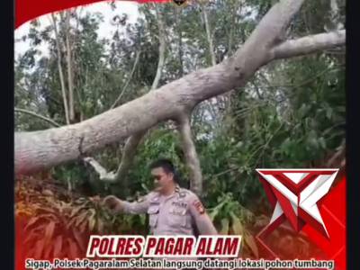 Evakuasi Pohon Tumbang - PoliceTube