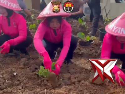 penanam uwi ungu oleh kapolres seluma, pju dan bhayangkari di lingkungan kantor Polres Seluma - PoliceTube