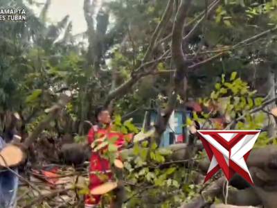 merespon cepat laporan pohon tumbang di Jl. Teuku Umar