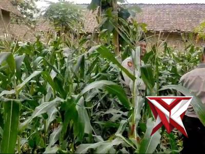 MENDUNG PROGRAM PEMERINTAH PAK PRABOWO CEK TANAM JAGUNG