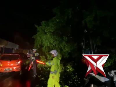 Evakuasi pohon tumbang