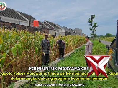 Anggota Polsek Mojowarno tinjau perkembangan tanaman jagung dalam rangka dukung ketahanan pangan