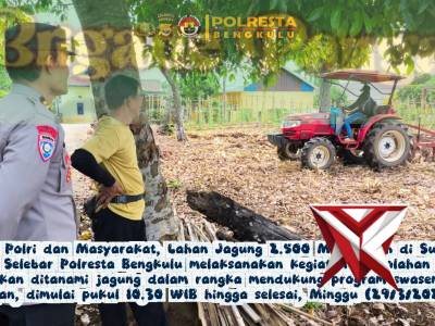 Sinergi Polri dan Masyarakat, Lahan Jagung 2.500 M&sup2; Diolah di SukaramiPolsek Selebar Polresta Bengku