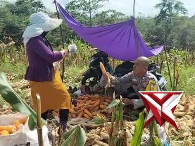 Bhabinkamtibmas Polsek Cikalonngkulon Bantu Warga Panen Jagung