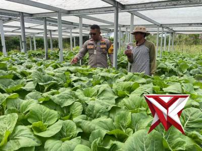 KUNJUNGAN,  MONITORING SERTA PEMBERIAN BANTUAN PUPUK MEROKE VIRALEX KEPADA PETANI P2B