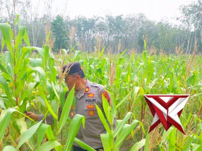 Ketahanan Pangan Polsek Lempuing Jaya - PoliceTube