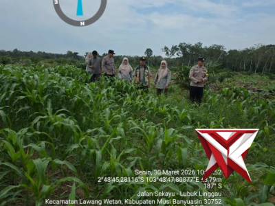 Lahan jagung di Desa Ulak Paceh dilakukan pengecekan oleh Polsek Bababt Toman dan UPTD 1