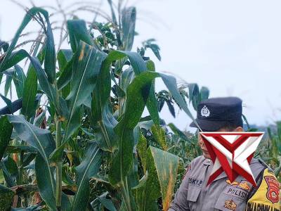 Anggota bhabinkamtibmas melaksanakan giat Cek ketahan pangan berupa jagung - PoliceTube