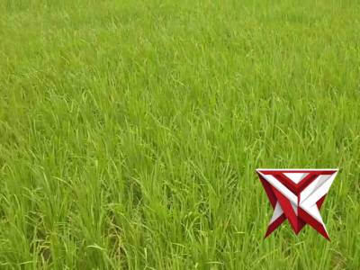 POLSEK BALONGPANGGANG: KETAHANAN PANGAN