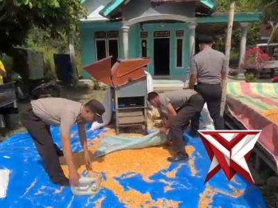 Sat Binmas Polres Musi Rawas Utara lakukan Pemipilan Jagung ayam hasil panen