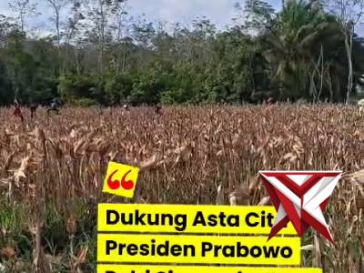 Panen Jagung Lanjutan di Wilkum Polsek Teluk Gelam - PoliceTube