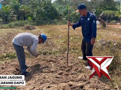 Penanaman jagung polsek karang dapo