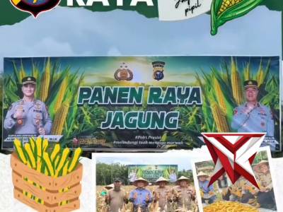 Kepolisian sektor Bengkalis Panen Raya Jagung Pipil 28 November 2025 Desa Damai Kecamatan Bengkalis