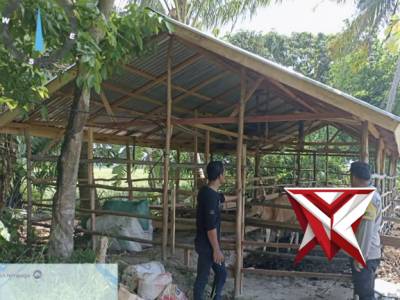 Personel Polsek Jejawi Cek ketahanan pangan ternak Sapi milik warga Desa Tanjung Aur Kec.Jejawi - PoliceTube