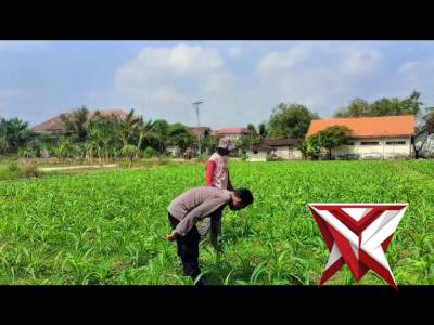 Polisi RW Polsek Sugio melaksanakan Pengecekkan rutin Pekarangan Pangan Bergizi