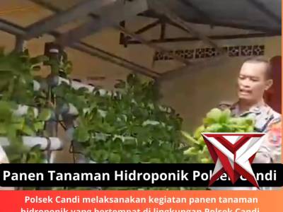 Panem tanaman Hidroponik Polsek Candi