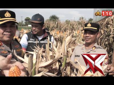 Kapolresta Bengkulu Pimpin Panen Raya Jagung, Kuartal I 2026, Polresta Bengkulu Hasilkan 5 Ton - PoliceTube