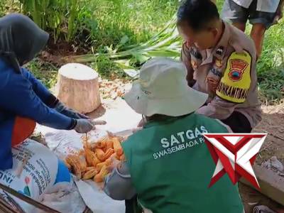 Panen Jagung Poktan Purwo Desa Pucungkerep