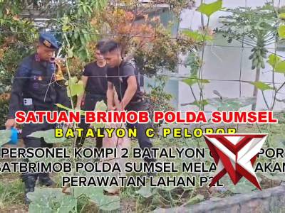 Personel Kompi 2 Batalyon C Pelopor Satbrimob Polda Sumsel Melaksanakan Giat Kurve Pemupukan P2L