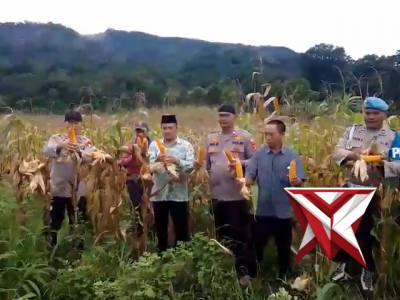 Panenan jagung kwartal 1 polsek semidang aji