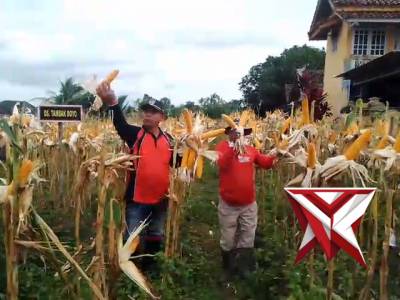 POLSEK BMT MELAKSANAKAN GIAT PANEN JAGUNG