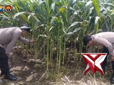 Pengecekan tanaman jagung