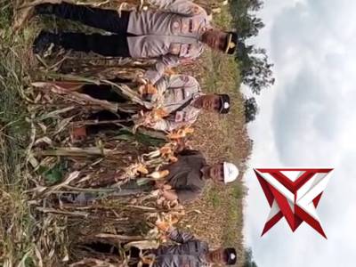 Giat panen jagung kuartal 4