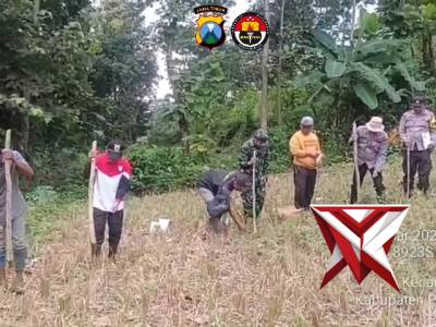 Penanaman Bibit Jagung Di Lahan Poktan BAHAGIA III