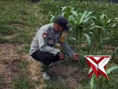 Ketahanan pangan  Polsek Pampangan OKI